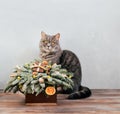 Cute kitty and Christmas bouquet on gray background with copy space. New Year card with Scottish straight cat and Christmas Royalty Free Stock Photo