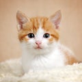 Cute kitty Royalty Free Stock Photo