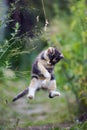 Cute kitty in funny jump