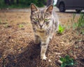 Cute kitty goes and looks at the camera