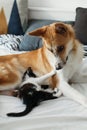 Cute kitty and golden dog playing on bed with pillows in stylish