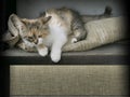 Cute kitty guards burlap space for your text