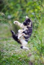 Cute kitty in karate style jump