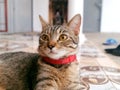Cute Kitty Listening Royalty Free Stock Photo