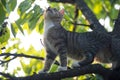 Cute kitty. outbred cat on branches. domestic animal and pet. concept of vet and veterinarian. purebred and pedigreed