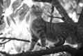 cute kitty. outbred cat on branches. domestic animal and pet. concept of vet and veterinarian. purebred and pedigreed