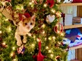 Cute Kitty in a Patriotic Christmas Tree