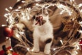 Cute kitty playing in basket with lights and ornaments under christmas tree in festive room. Merry Christmas concept. Atmospheric Royalty Free Stock Photo