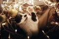 Cute kitty playing with glitter baubles in basket with lights un