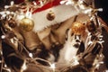 Cute kitty playing with glitter baubles in basket with lights un