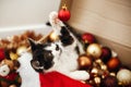 Cute kitty playing with red and gold baubles in box, ornaments a Royalty Free Stock Photo