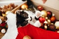 Cute kitty playing with red and gold baubles in box, ornaments a Royalty Free Stock Photo