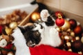 Cute kitty playing with red and gold baubles in box, ornaments a Royalty Free Stock Photo