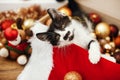 Cute kitty playing with red and gold baubles in box, ornaments a Royalty Free Stock Photo