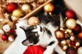 Cute kitty playing with red and gold baubles in box, ornaments a Royalty Free Stock Photo