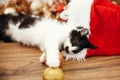 Cute kitty playing with red and gold baubles in box, ornaments a Royalty Free Stock Photo