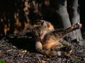 Cat cleaning fur while laying on black bark under a tree Royalty Free Stock Photo