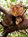 Cute kitty is resting on a spring blossoming apple tree. Royalty Free Stock Photo