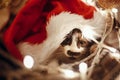 Cute kitty in santa hat sitting in basket with lights and ornaments under christmas tree in festive room. Merry Christmas concept