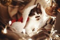 Cute kitty in santa hat sleeping in basket with lights and ornaments under christmas tree in festive room. Merry Christmas Royalty Free Stock Photo