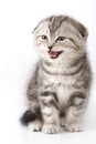 Cute kitty Scottish Fold cat meows