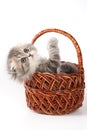Cute kitty Scottish Fold cat sitting in a basket
