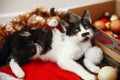 Cute kitty sitting at a box of red and gold baubles, ornaments Royalty Free Stock Photo