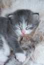 Cute kitty sleeping Royalty Free Stock Photo