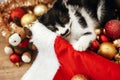 Cute kitty sleeping in box with red and gold baubles, ornaments Royalty Free Stock Photo