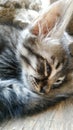 Cute kitty sleeping ,jagakarsa,jakarta& x28;29/09/2020& x29; Royalty Free Stock Photo