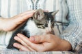 Cute kitty in womans hands. Pets care