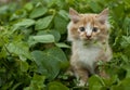 Cute kity in the garden Royalty Free Stock Photo