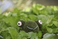Cute knitted frog toy in the garden Royalty Free Stock Photo