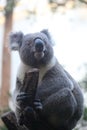 Cute Koala