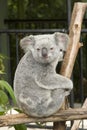 A cute koala bear at Australia Zoo Royalty Free Stock Photo