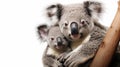 Cute Koala Bear with Baby and copyspace Royalty Free Stock Photo
