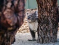 Cute koala bear behind trees