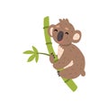 Cute koala bear climbing tree branch, Australian marsupial animal character vector Illustrations on a white background Royalty Free Stock Photo