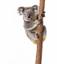 Cute koala bear clinging to a tree branch, isolated on white background.