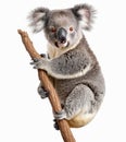 Cute koala bear clinging to a tree branch, isolated on white background.