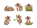 Cute Koala Bear on Eucalyptus Branch and Sitting in Green Grass Vector Set Royalty Free Stock Photo