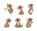 Cute Koala Bear on Eucalyptus Branch and Sitting in Green Grass Vector Set Royalty Free Stock Photo