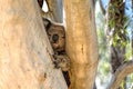 A Cute Koala Bear in Gum Tree