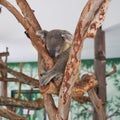 Cute Koala Bear Resting and Sleeping on Tree in Zoo.