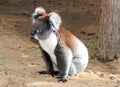 Sitting Koala Bear SA Australia Royalty Free Stock Photo