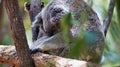 Cute koala bear sitting and sleeping on tree Royalty Free Stock Photo