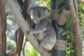 Cute koala bear sitting in a tree