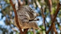 Cute koala bear sitting and sleeping on tree Royalty Free Stock Photo