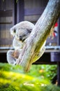 Cute koala bear sleeping on the tree in Sydney zoo. Royalty Free Stock Photo