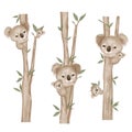Cute koala bears sitting on eucalyptus trees. Hand drawn illustration on white background Royalty Free Stock Photo